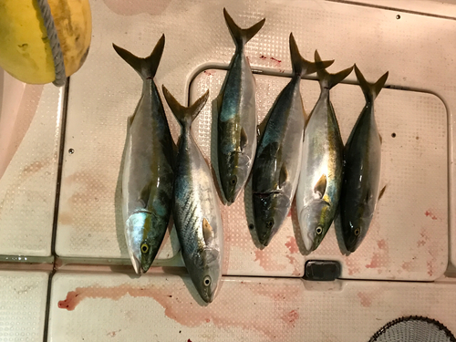 ハマチの釣果