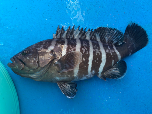 マハタの釣果