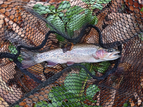 ニジマスの釣果