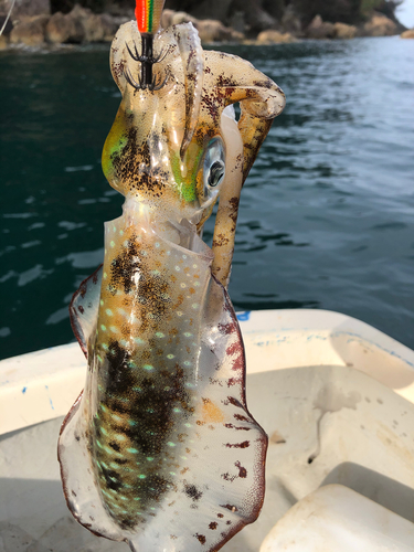 アオリイカの釣果