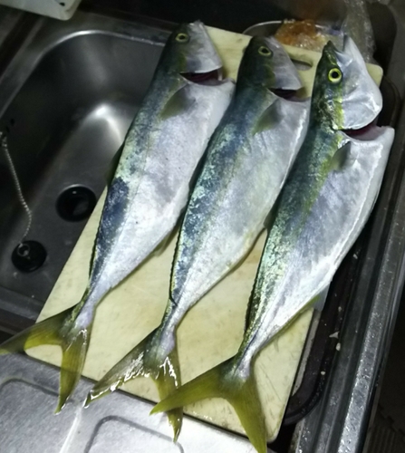 イナダの釣果