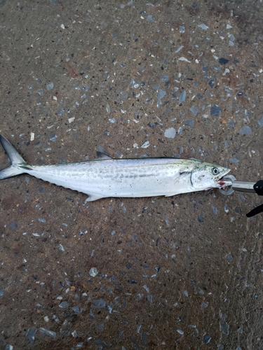 サゴシの釣果