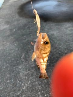 メバルの釣果