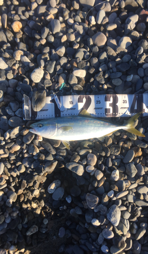 イナダの釣果