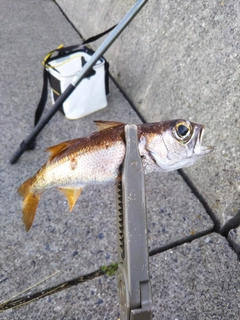 クロムツの釣果