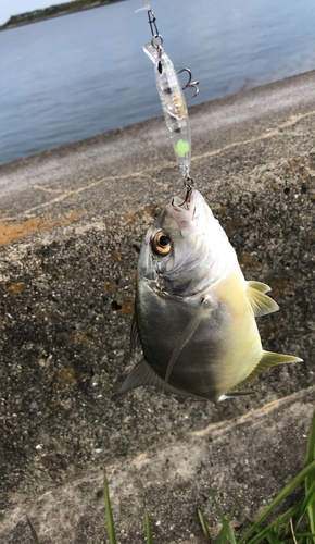 メッキの釣果