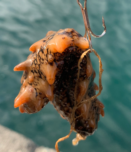 ナマコの釣果