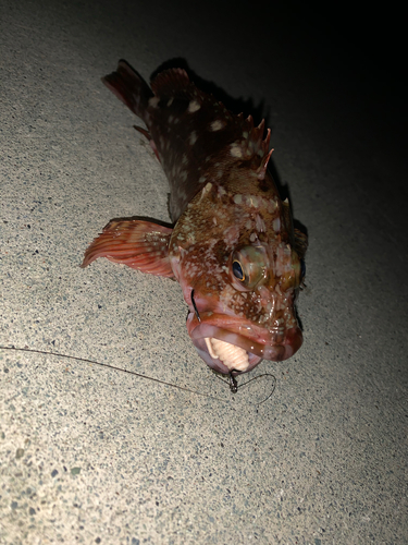 カサゴの釣果