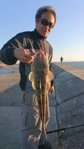 コチの釣果