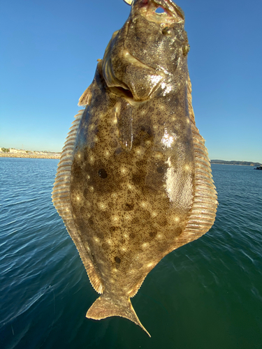 ヒラメの釣果