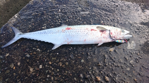 サゴシの釣果