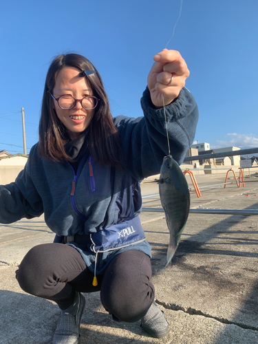 メジナの釣果