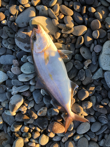 ショゴの釣果