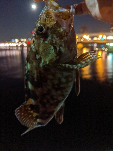 カサゴの釣果