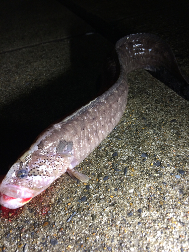 ダイナンギンポの釣果