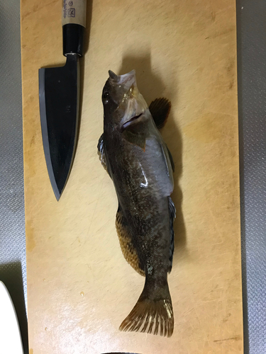 アイナメの釣果