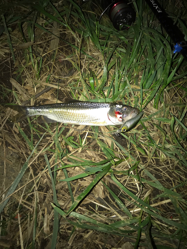 ハスの釣果