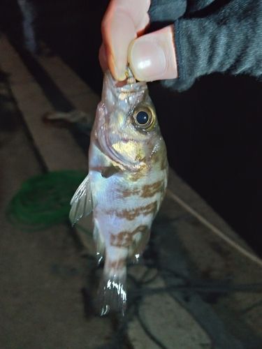 シロメバルの釣果