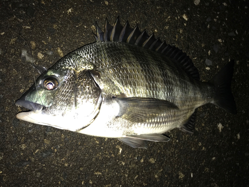 クロダイの釣果