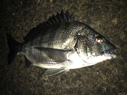 クロダイの釣果