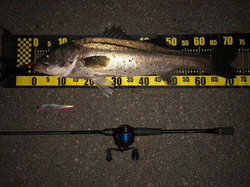 シーバスの釣果