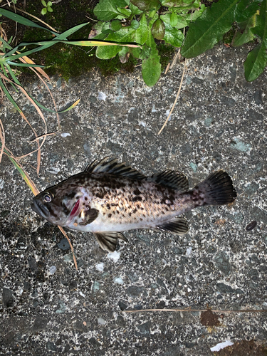 ソイの釣果