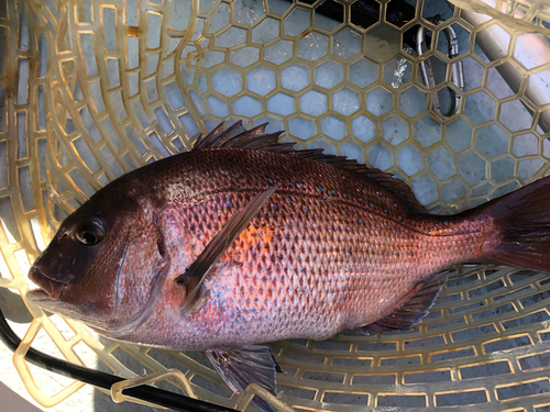 マダイの釣果