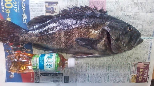 クロソイの釣果