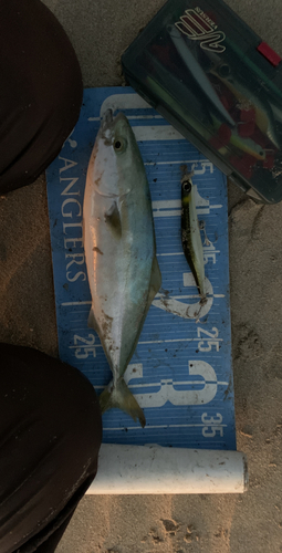 ツバスの釣果