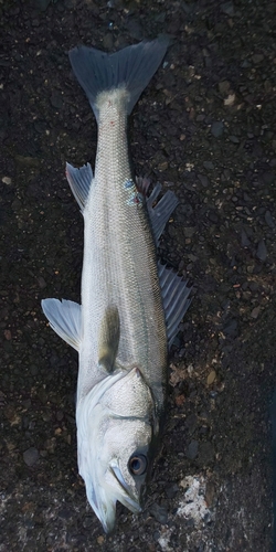 フッコ（マルスズキ）の釣果