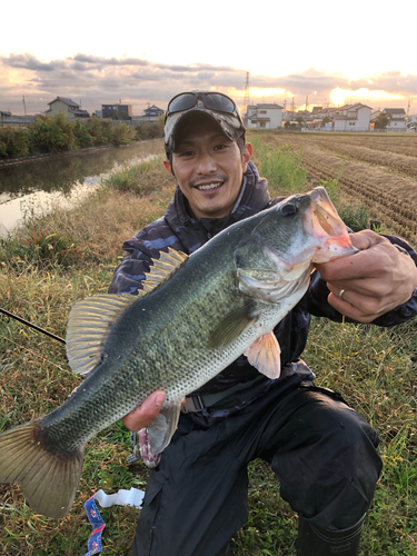 ブラックバスの釣果