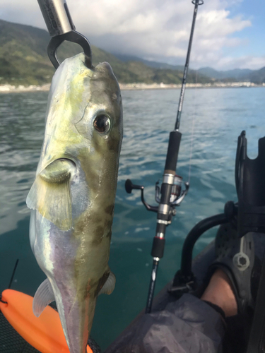 シロサバフグの釣果