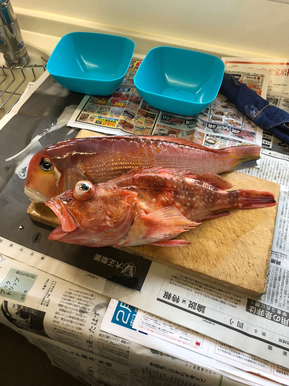 ウッカリカサゴ