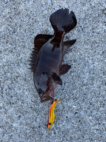 ヤミハタの釣果