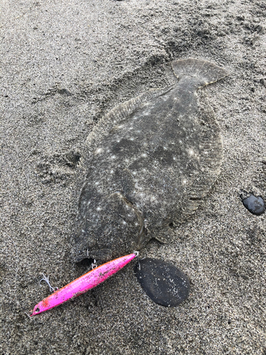 ヒラメの釣果