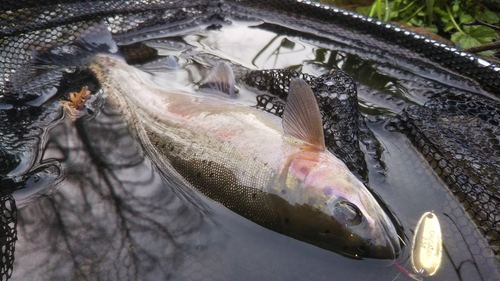 ニジマスの釣果