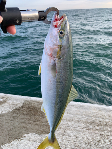 イナダの釣果