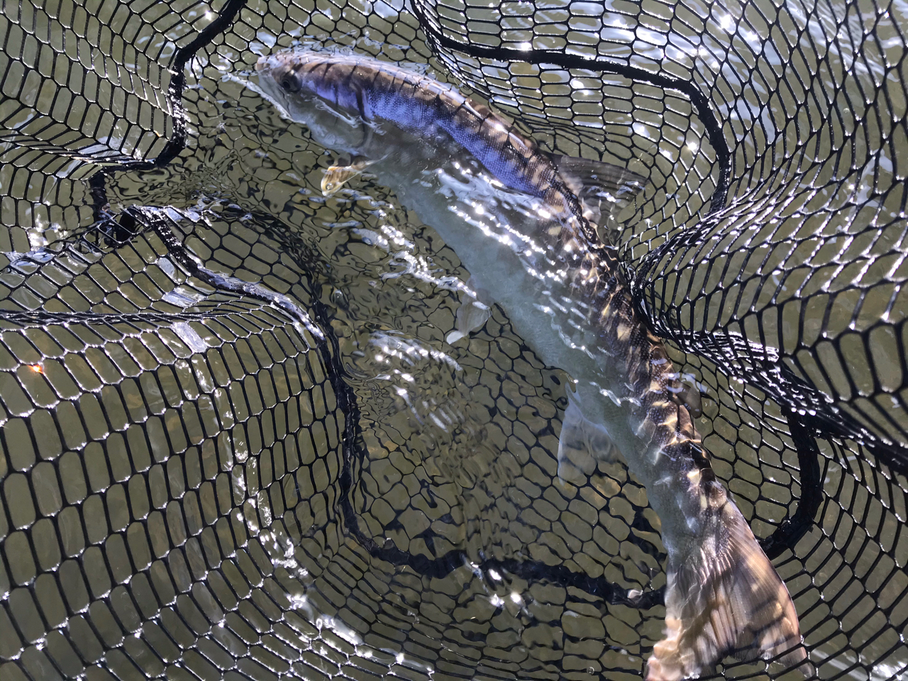 アメマス