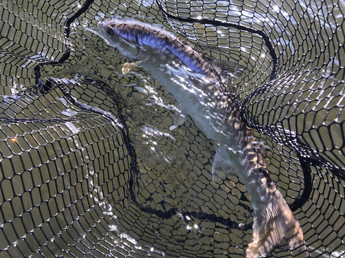 アメマスの釣果