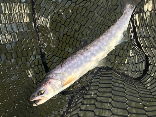 アメマスの釣果