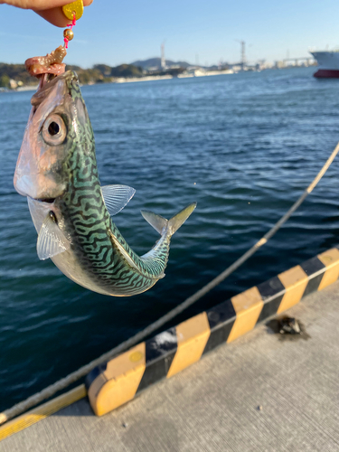 サバの釣果