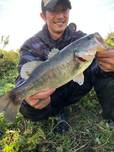 ブラックバスの釣果