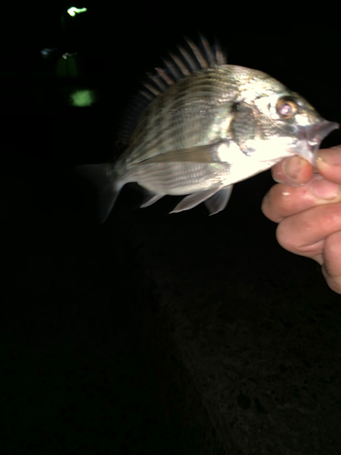 タケノコメバルの釣果