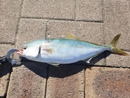 ワカシの釣果