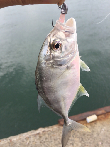 メッキの釣果