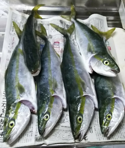 イナダの釣果