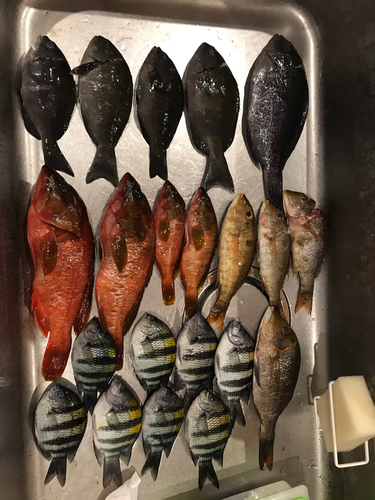 クロメジナの釣果