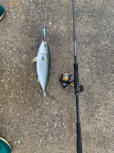 ツバスの釣果