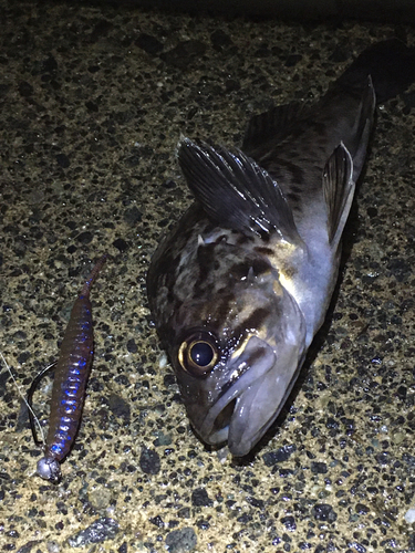 クロソイの釣果