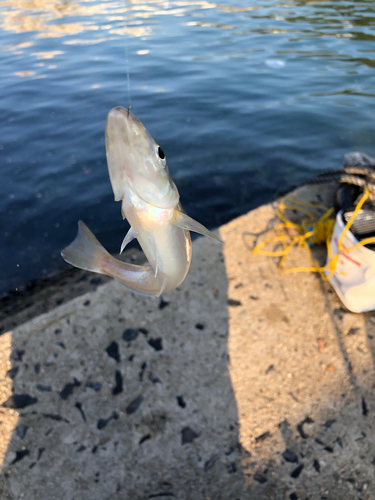 キスの釣果